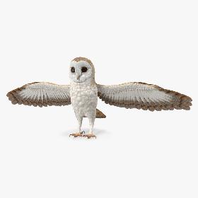 3D Common Barn Owl model